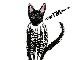 thumbnail of typography cat image